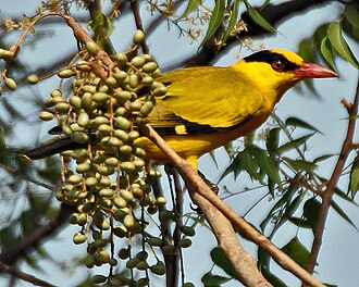 Black-naped Oriole