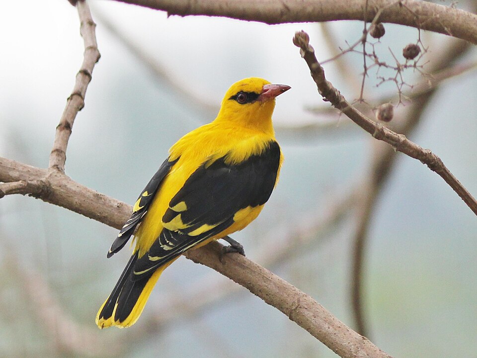 Indian Golden Oriole