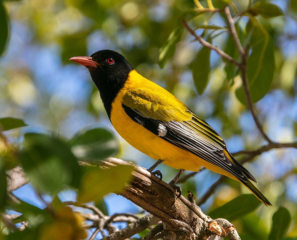 African Black-headed Oriole