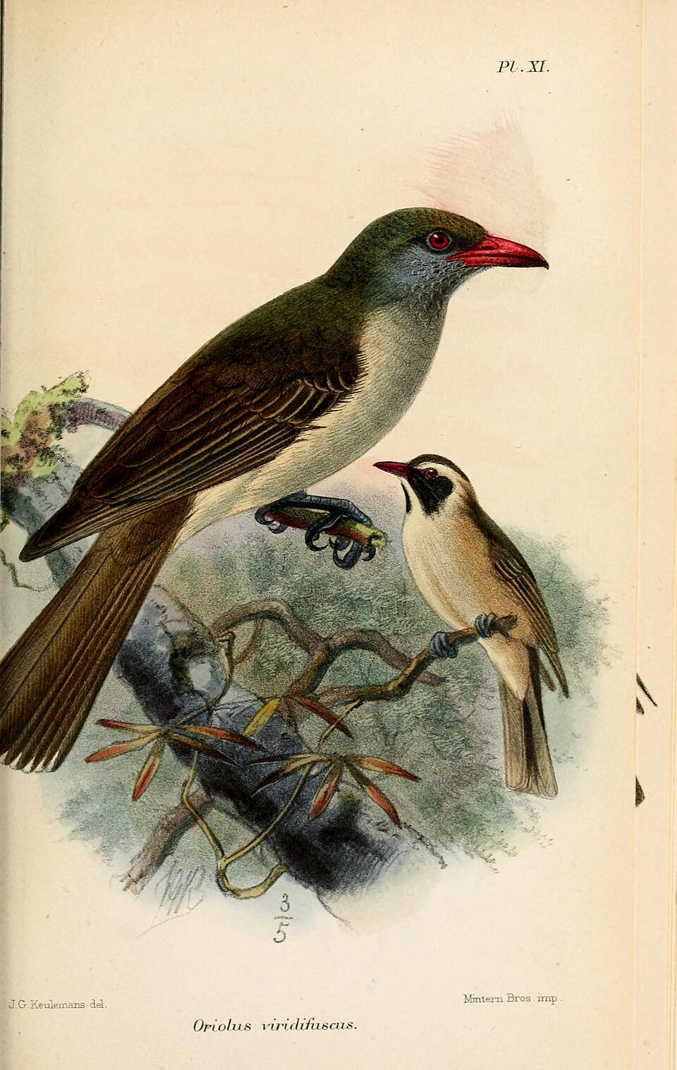 Timor Oriole