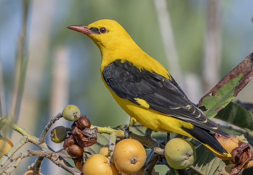 Eurasian Golden Oriole