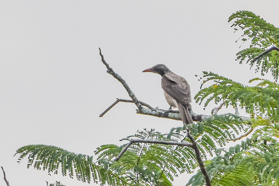 Brown Oriole