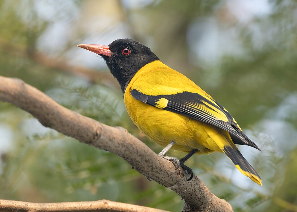 Black-hooded Oriole