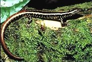 Moth Skink