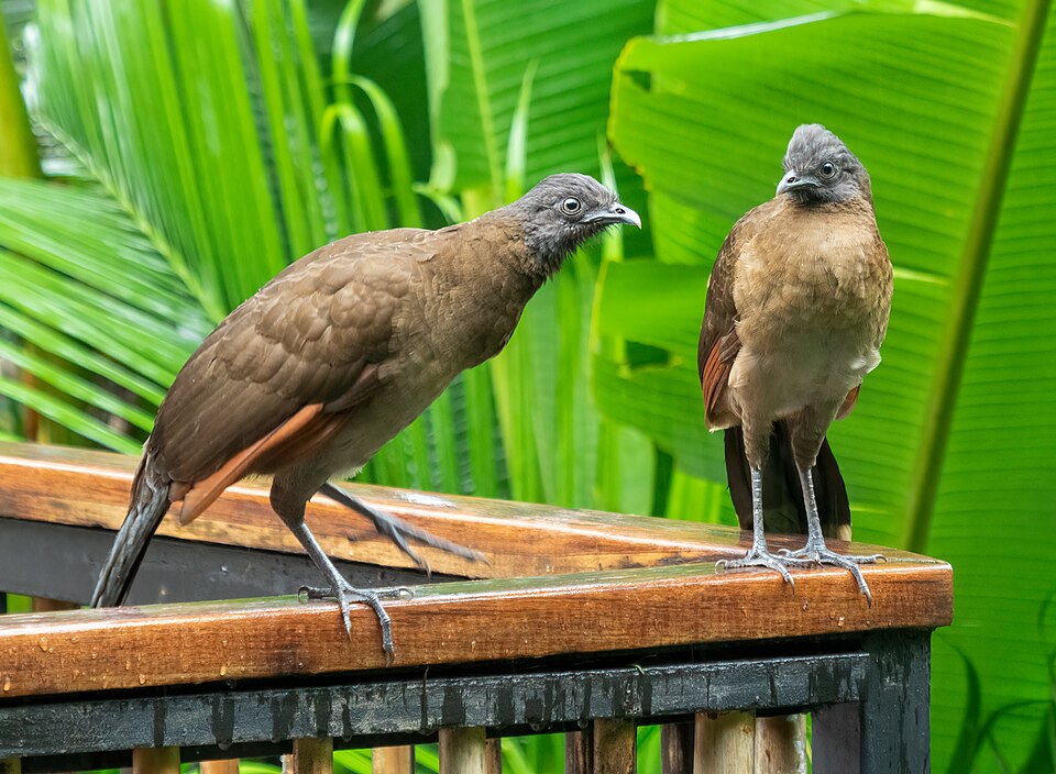 Gray-headed Chachalaca