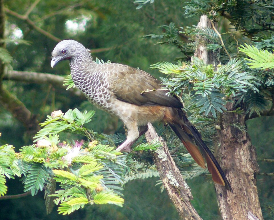 Colombian Chachalaca