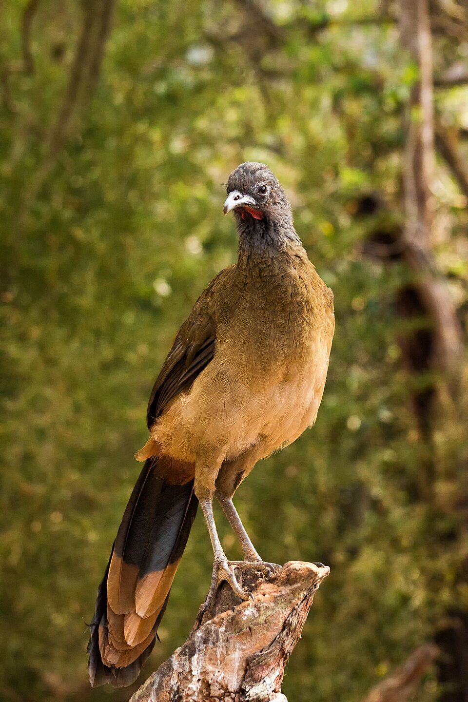 Rufous-vented Chachalaca