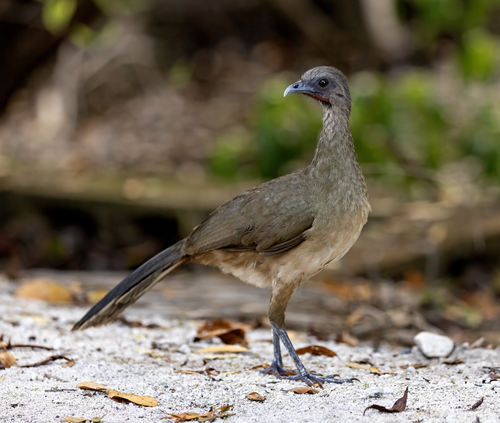 Plain Chachalaca