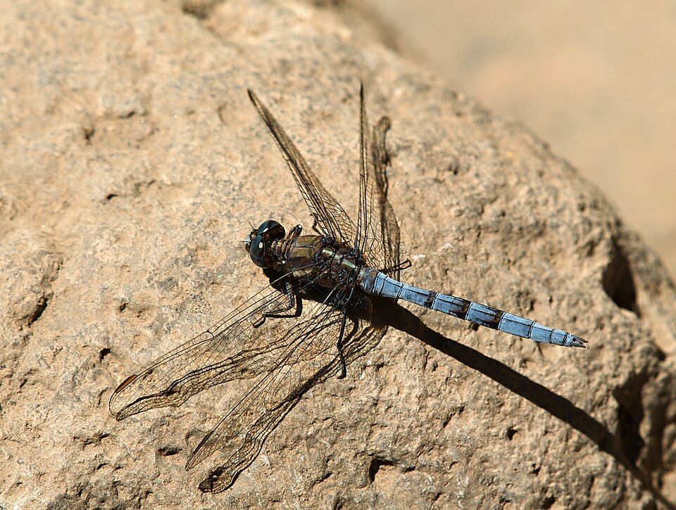 Epaulet Skimmer