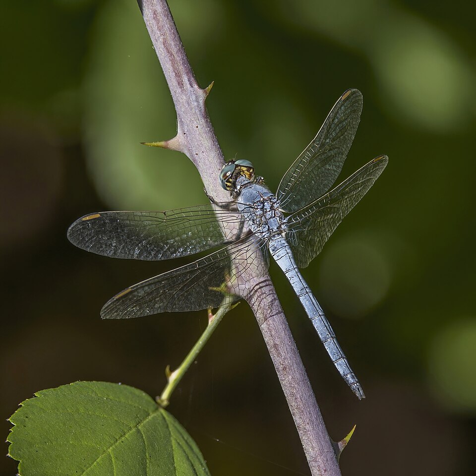 Keeled Skimmer