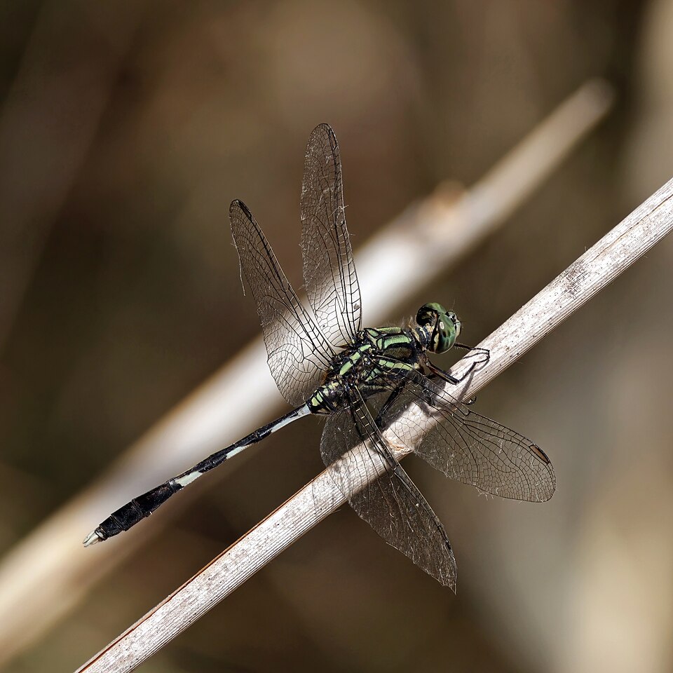 Green Marsh Hawk