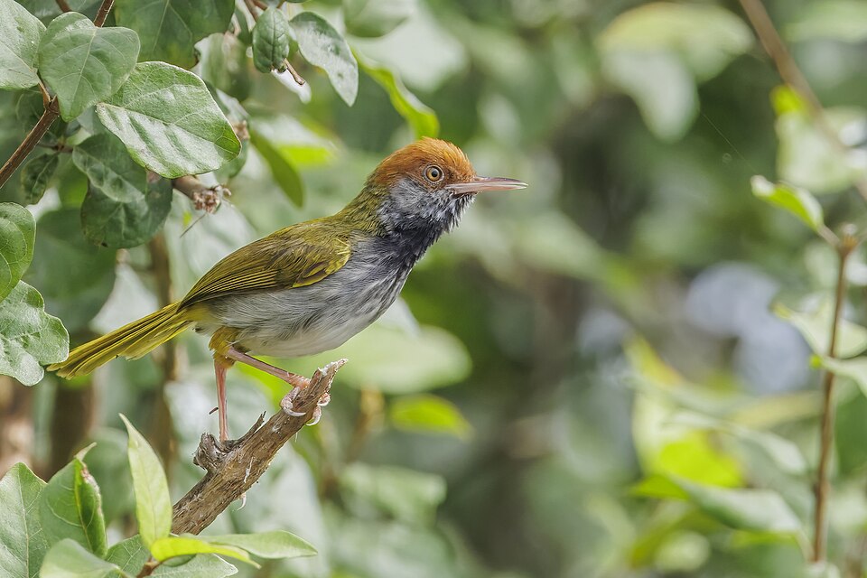 Dark-necked Tailorbird