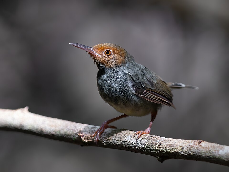 Olive-backed Tailorbird