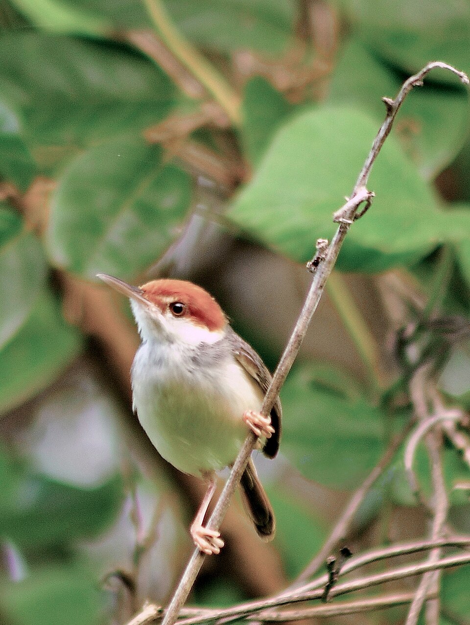 Rufous-tailed Tailorbird