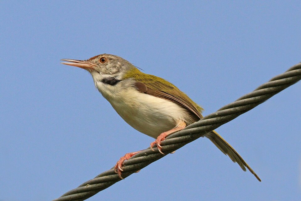 Common Tailorbird