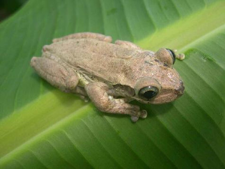 Dominican Treefrog