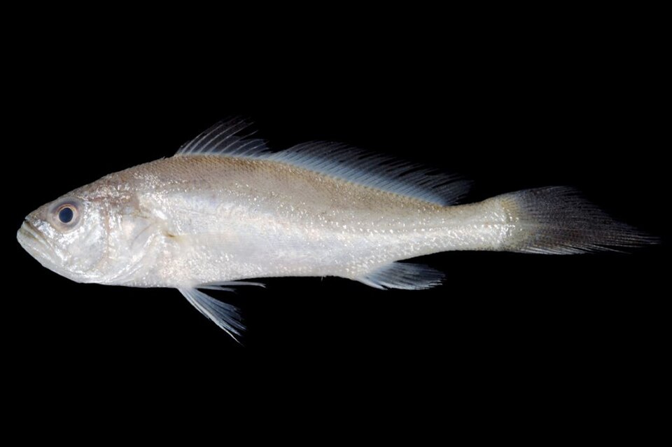 Croaker