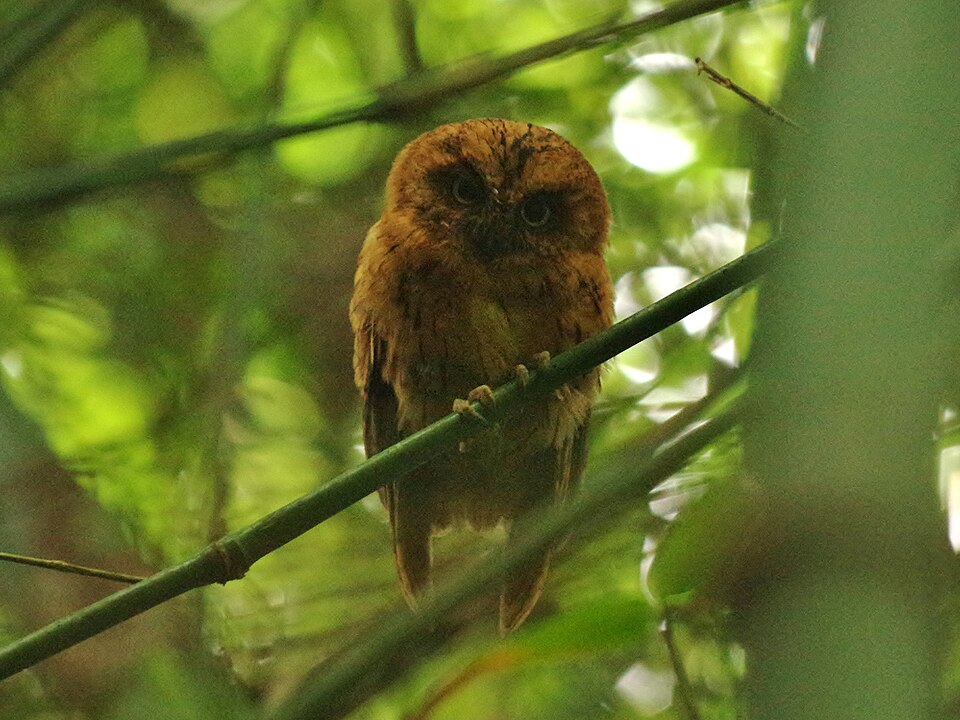 Sao Tome Scops-Owl