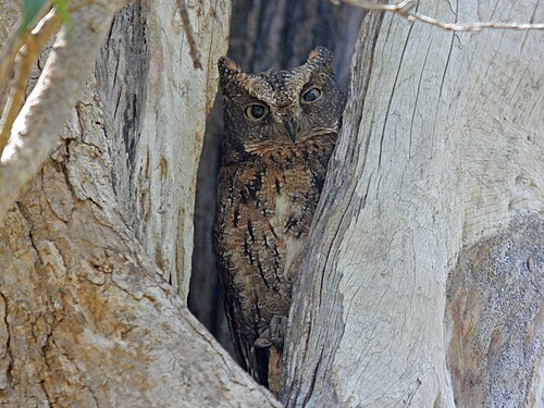 Malagasy Scops-Owl