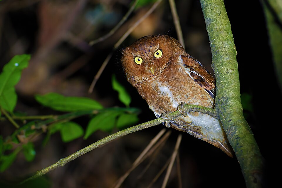 Mountain Scops-Owl