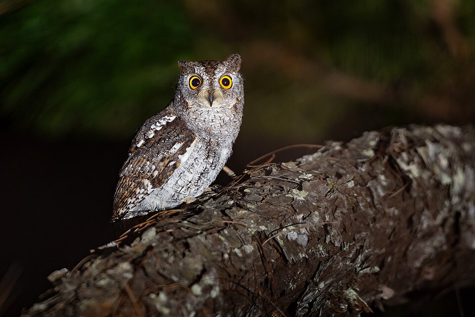 Oriental Scops-Owl