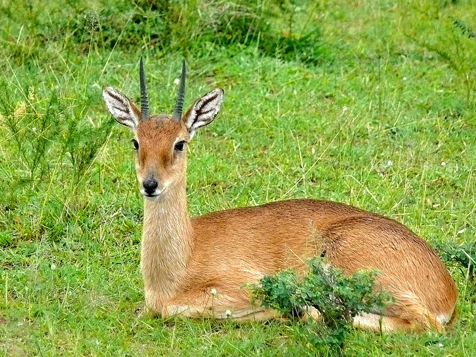 oribi
