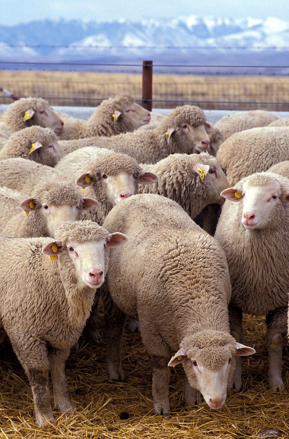 domestic sheep