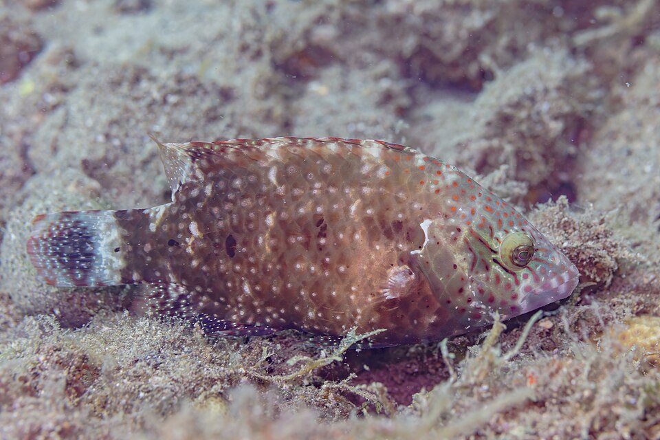 Cheeklined wrasse
