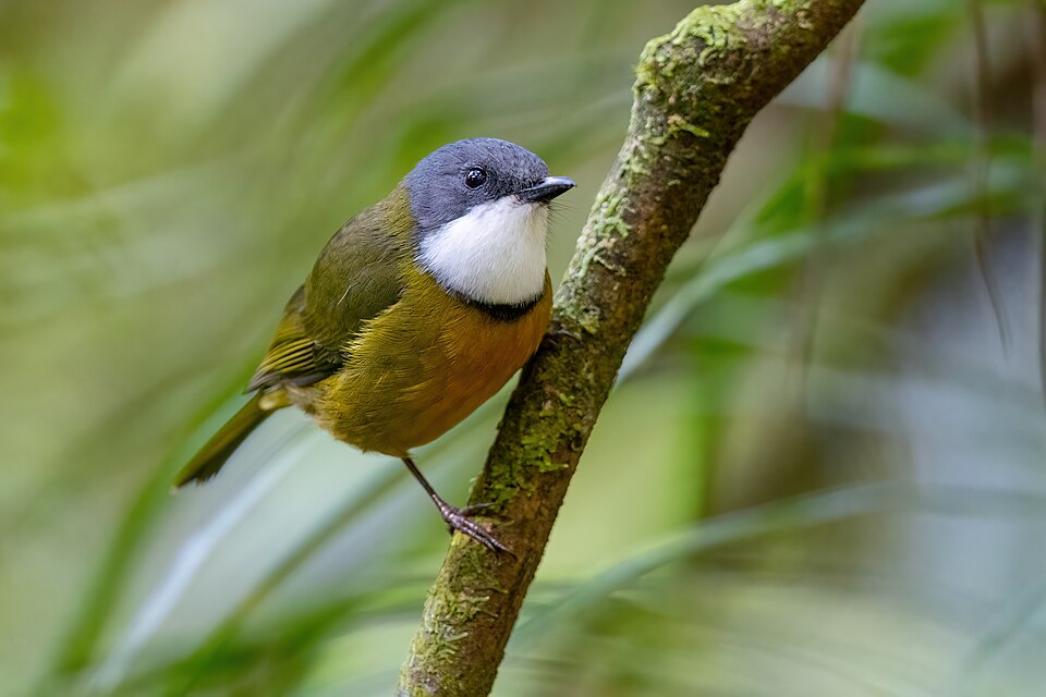 New Caledonian Whistler
