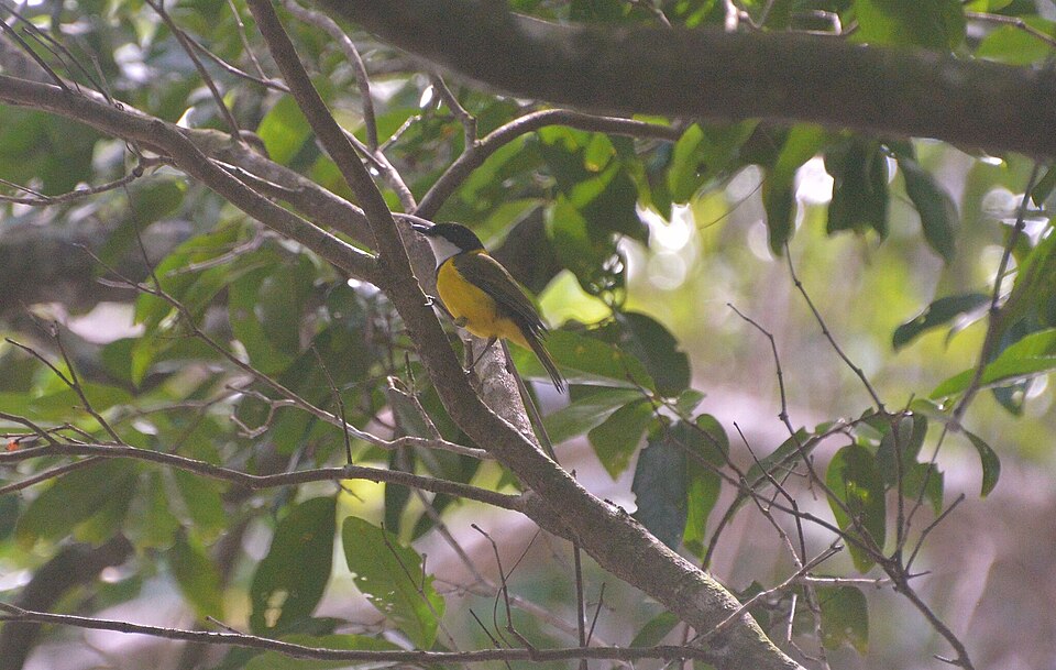 Vanuatu Whistler