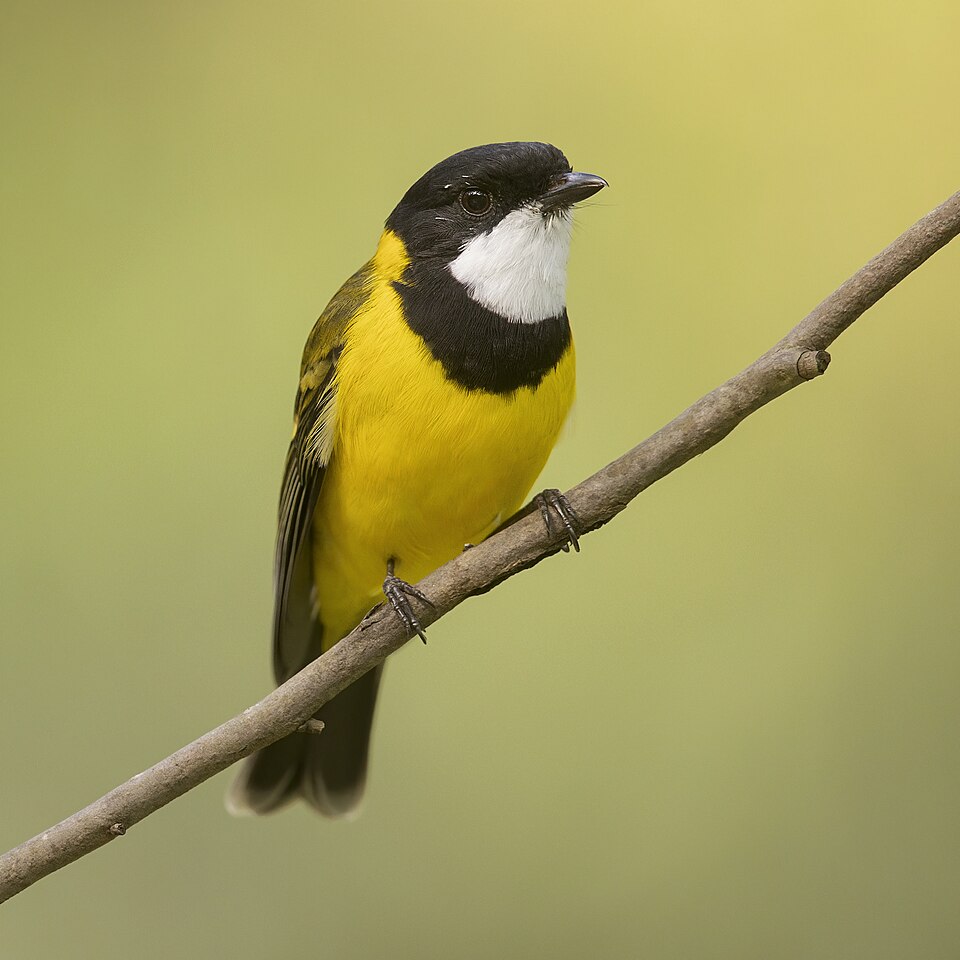 Golden Whistler