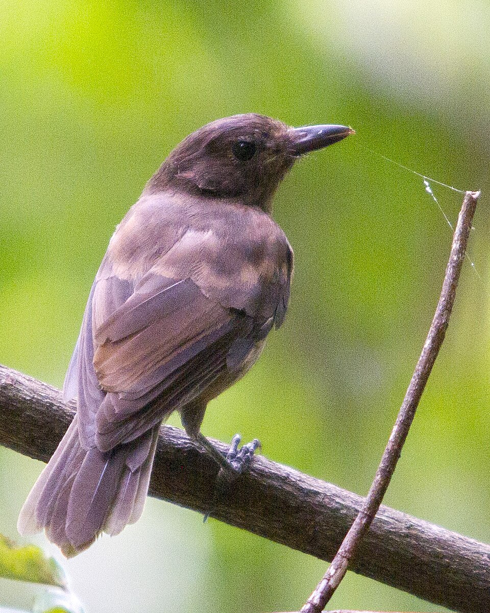 Morningbird