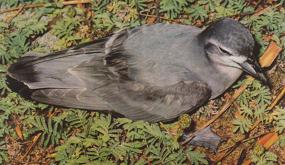 Slender-billed Prion