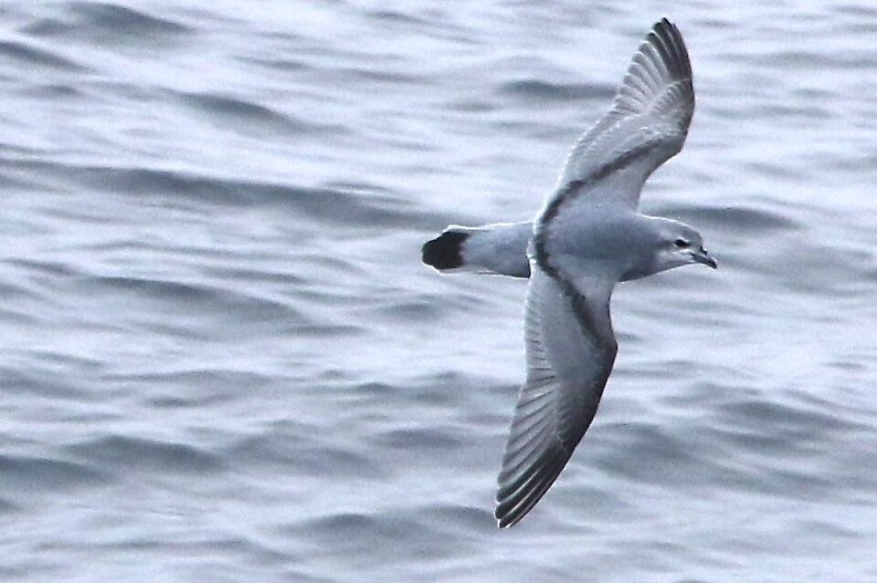 Fulmar Prion