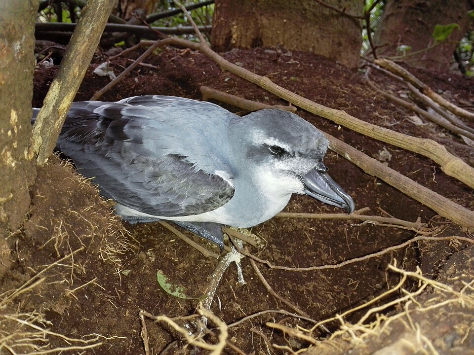 Broad-billed Prion