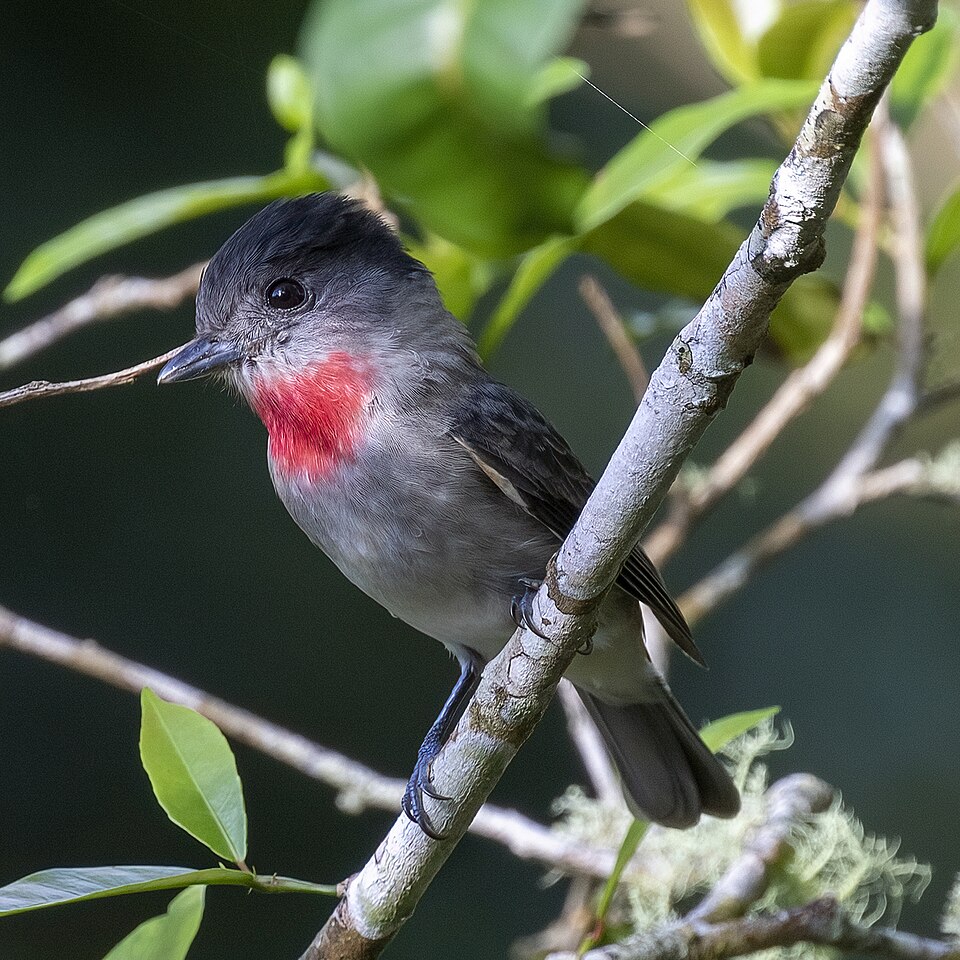 Rose-throated Becard