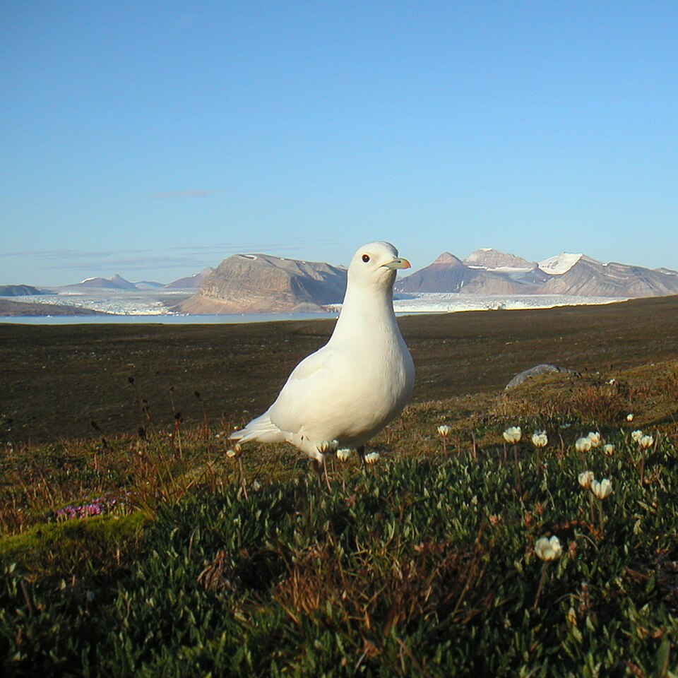 Ivory Gull