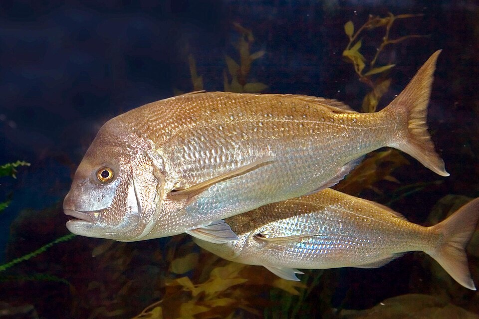 Bream