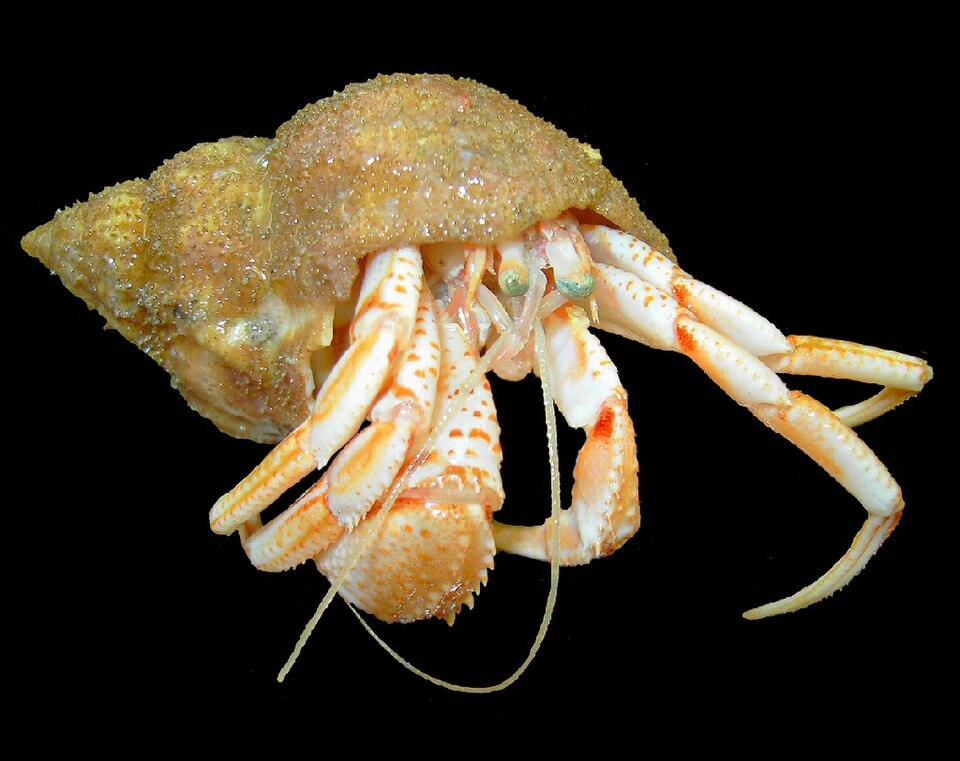 Hermit Crab