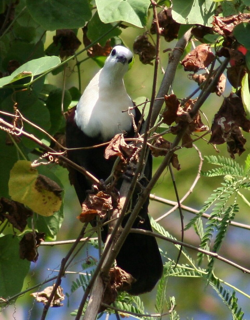 White-throated Ground Dove