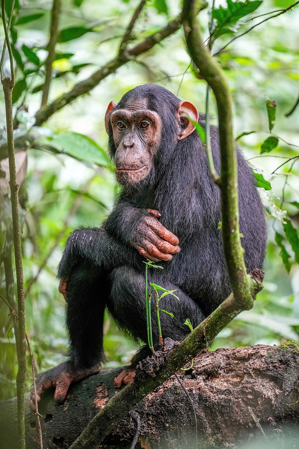chimpanzee