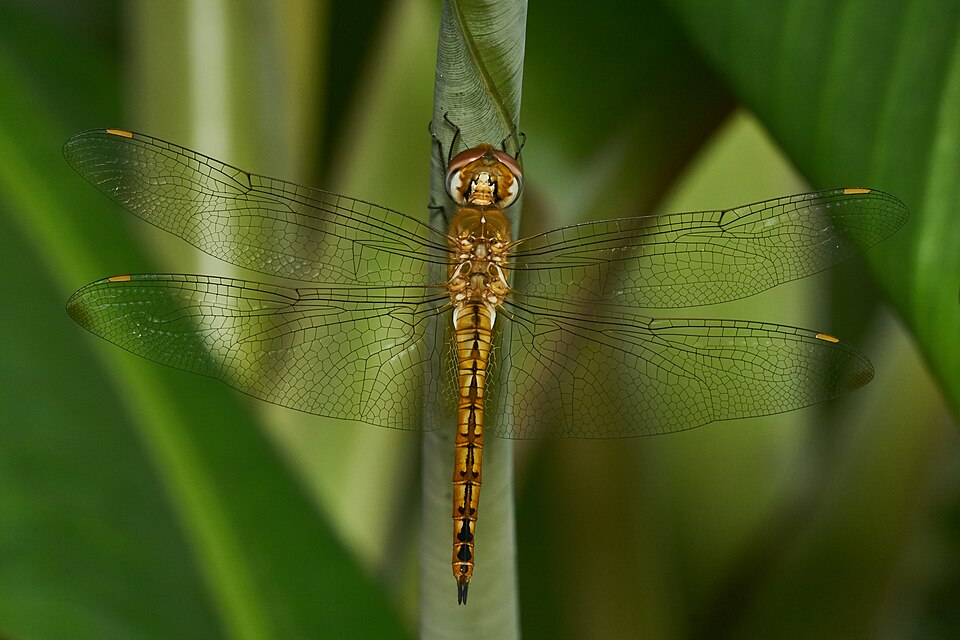 Globe Skimmer