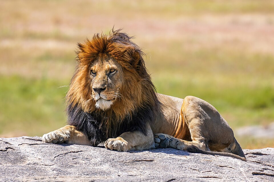 lion