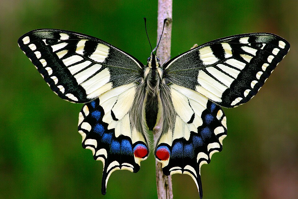 Old World Swallowtail