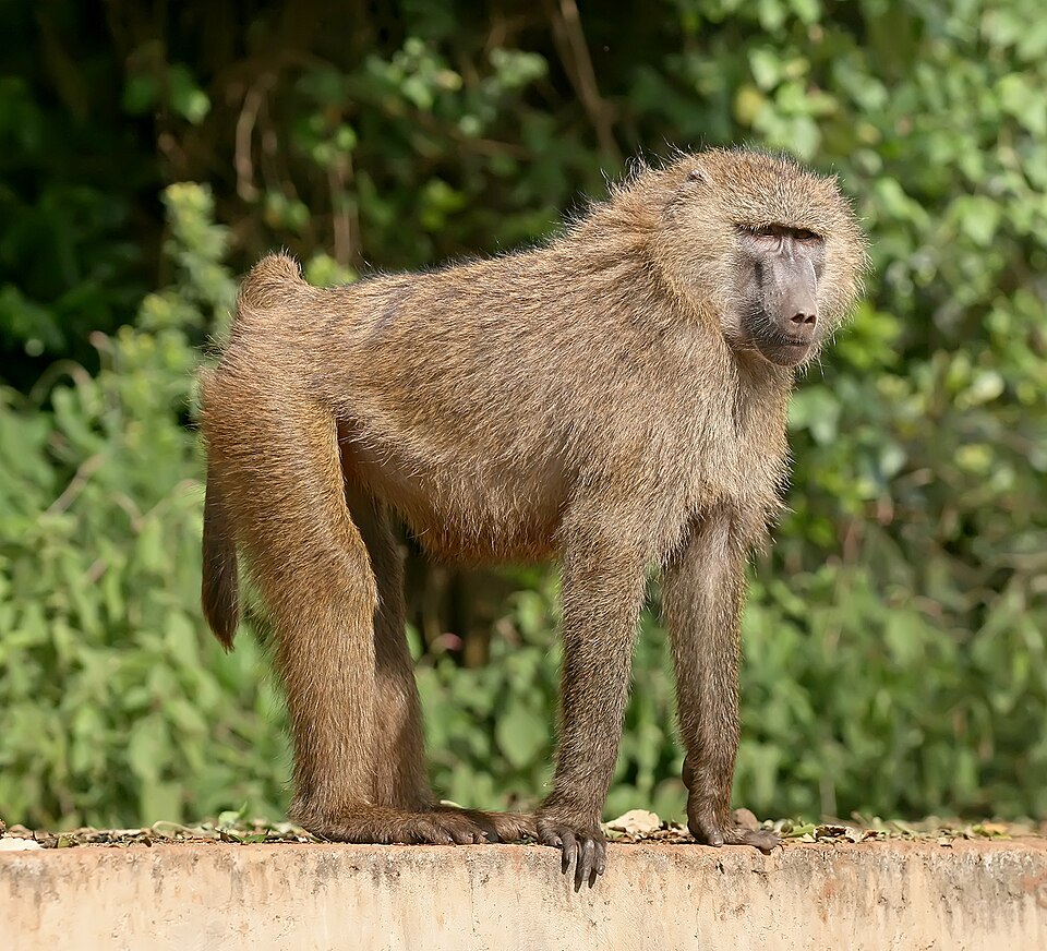 olive baboon