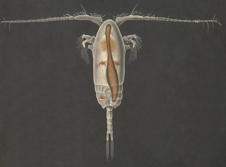 Paracalanus parvus