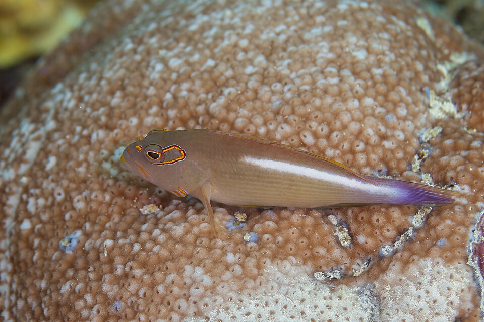 Arceye Hawkfish, Arc-eye hawkfish