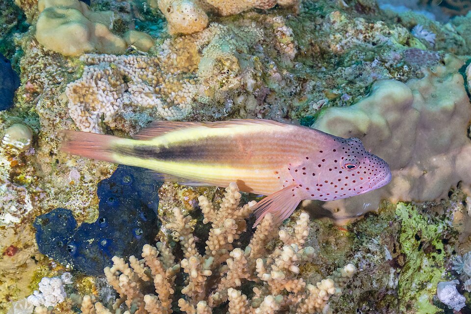 Forster's Hawkfish