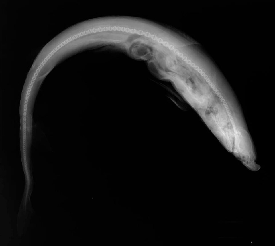 Atlantic weasel shark