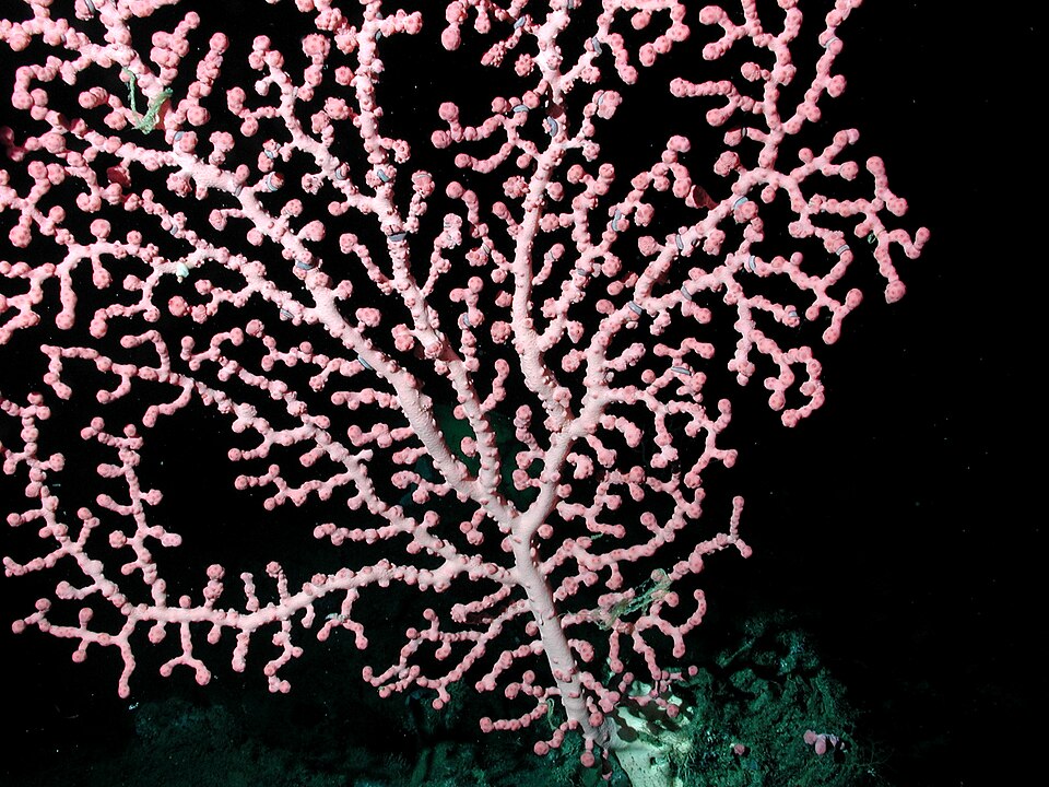 bubble gum coral